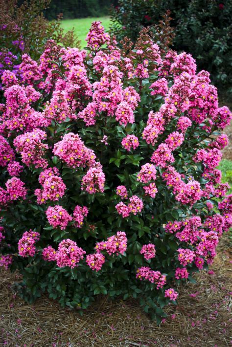 Incorporating Crape Myrtle Corao in Garden Design: Tips and Inspiration